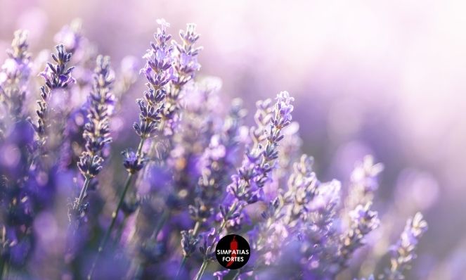 Simpatia para o bebê dormir a noite inteira com lavanda