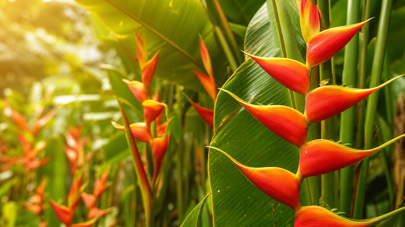 Helicônias tropicais floridas em jardim com folhas verdes