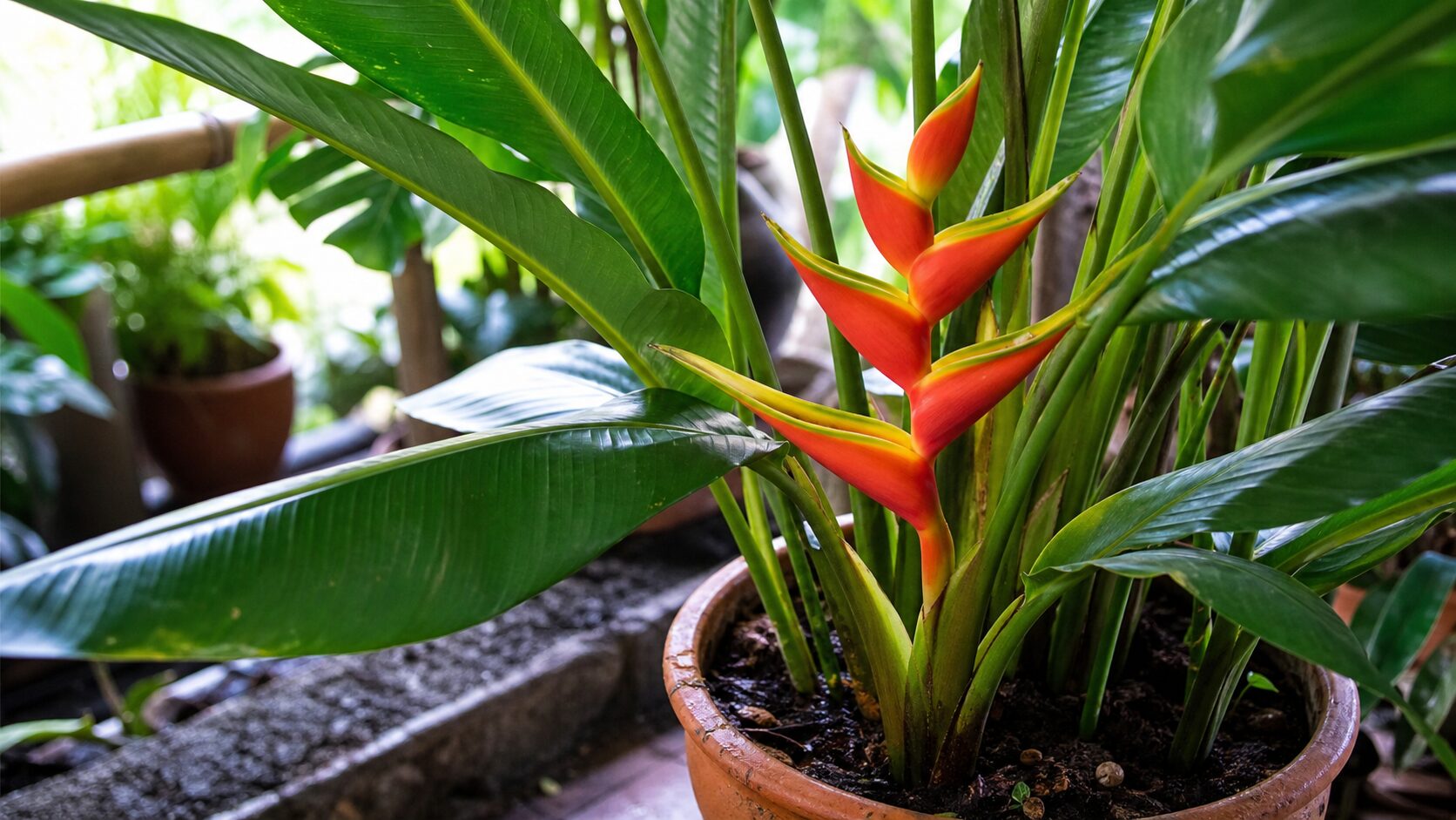 Helicônia cultivada em vaso com folhas saudáveis