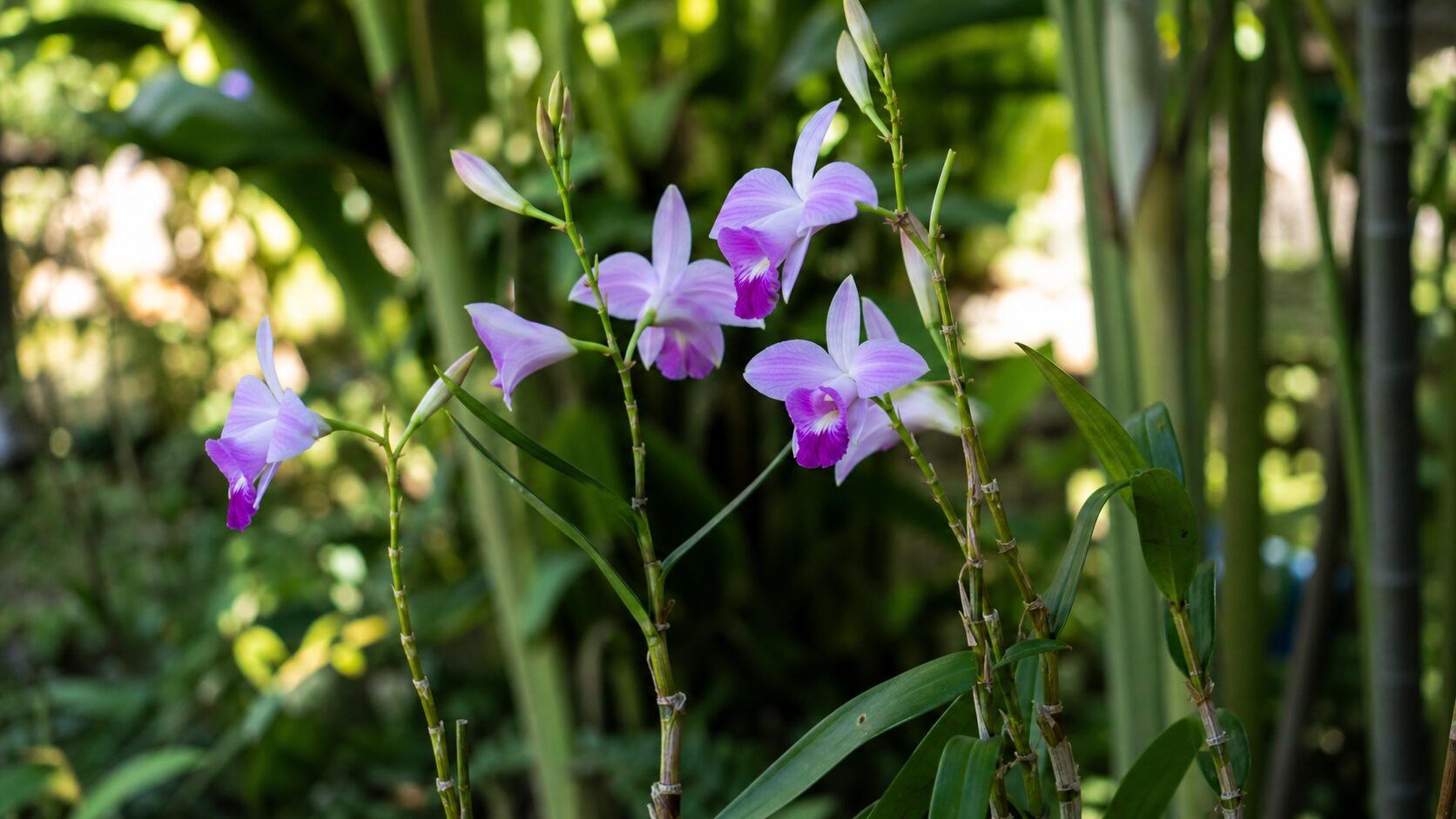Orquídea Bambu florida em jardim tropical com flores lilás e hastes verdes