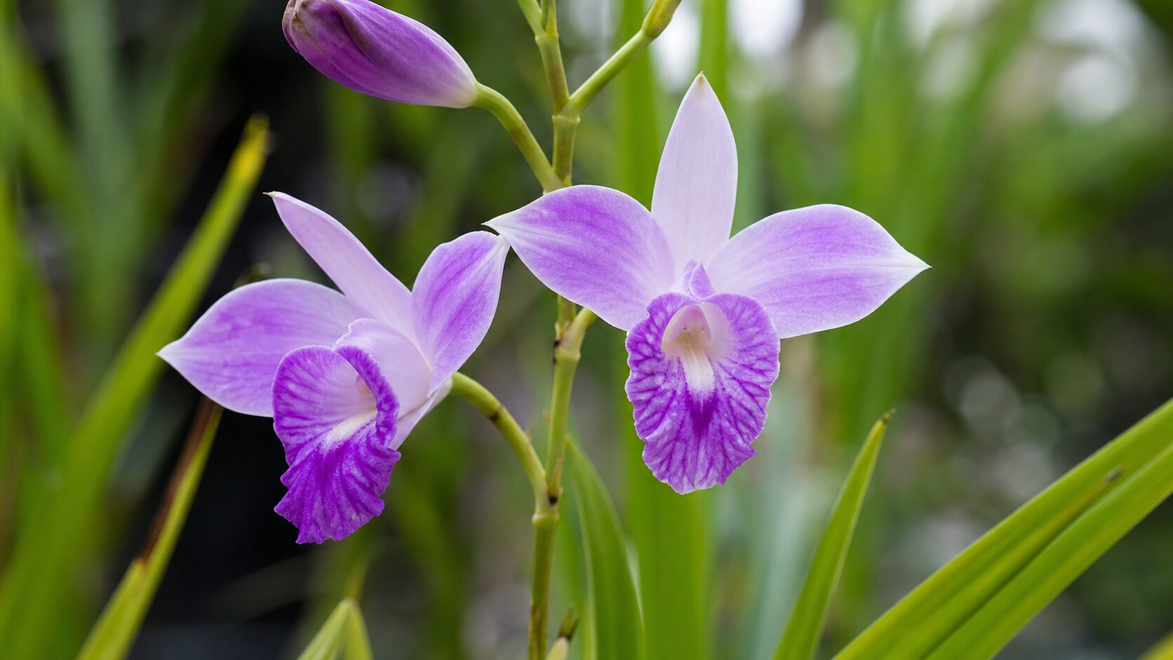 Detalhe das flores lilás da Orquídea Bambu Arundina