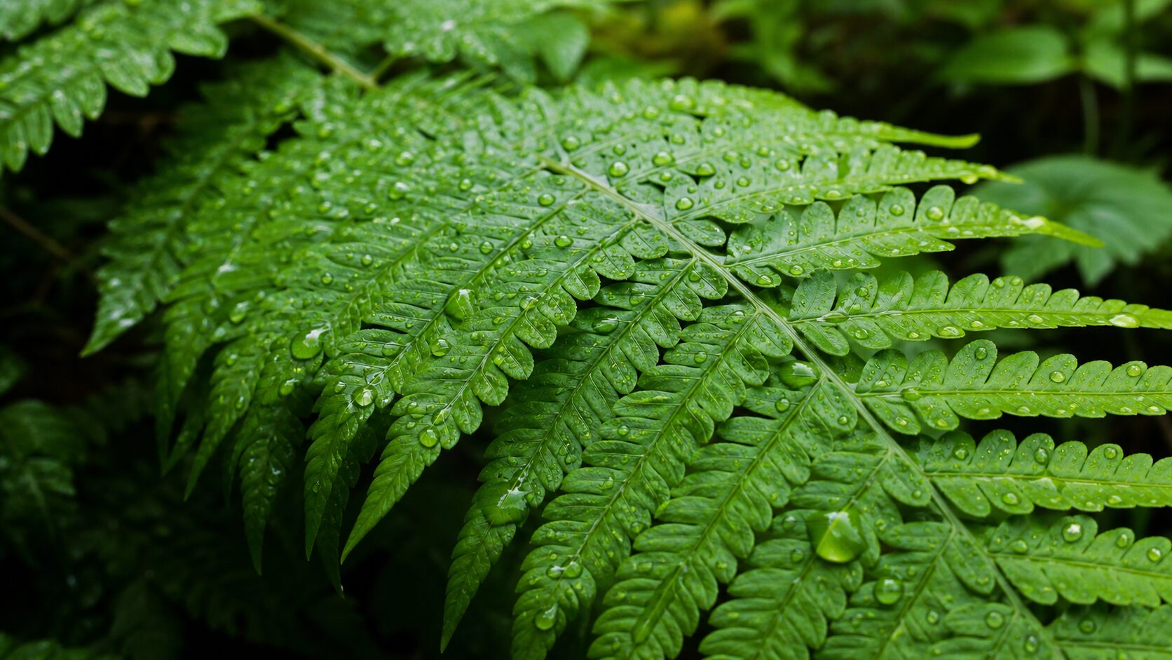 Folhas de samambaia saudáveis com gotas de água