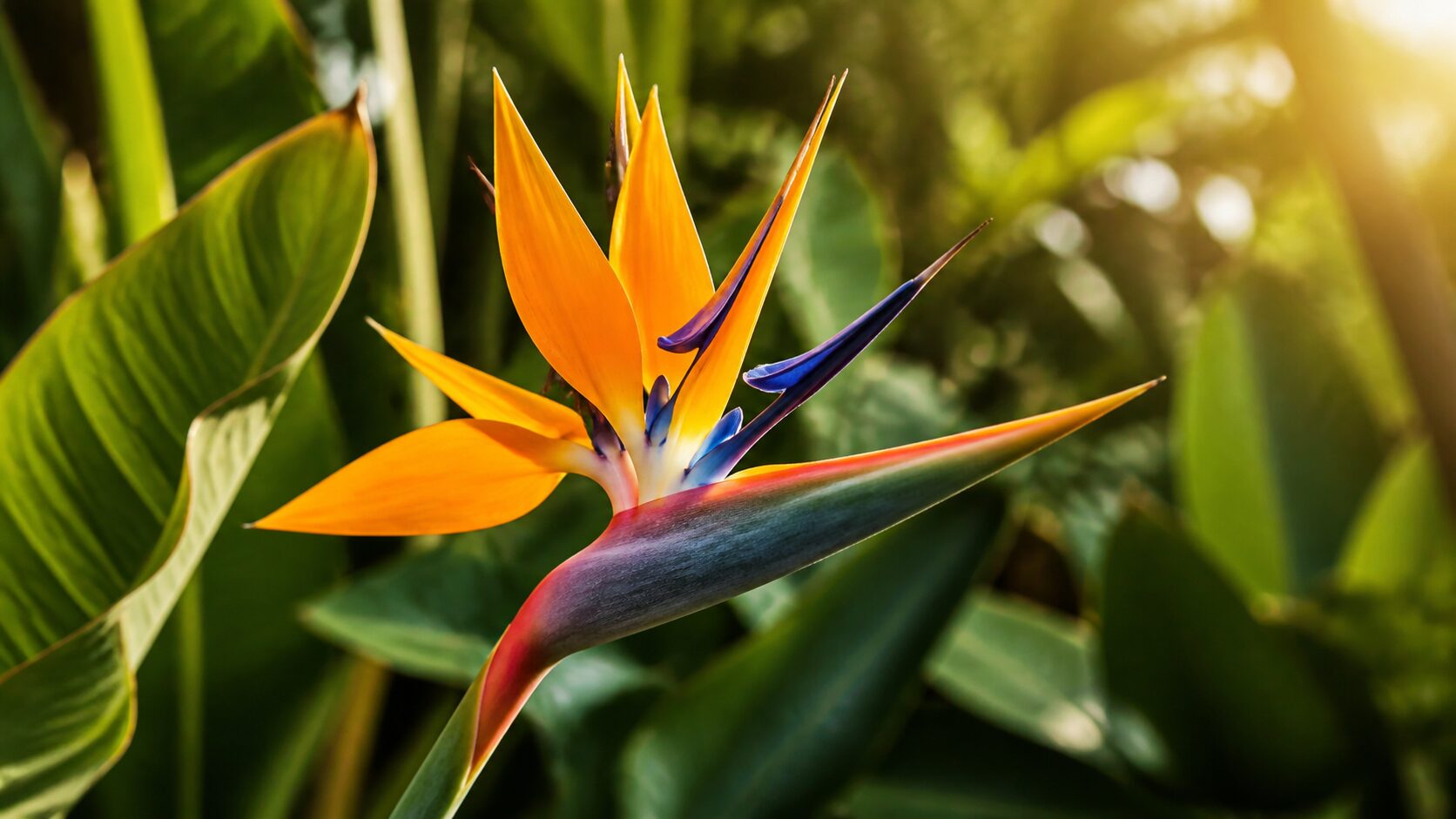 Flor bico-de-papagaio Strelitzia em destaque com folhas tropicais verdes