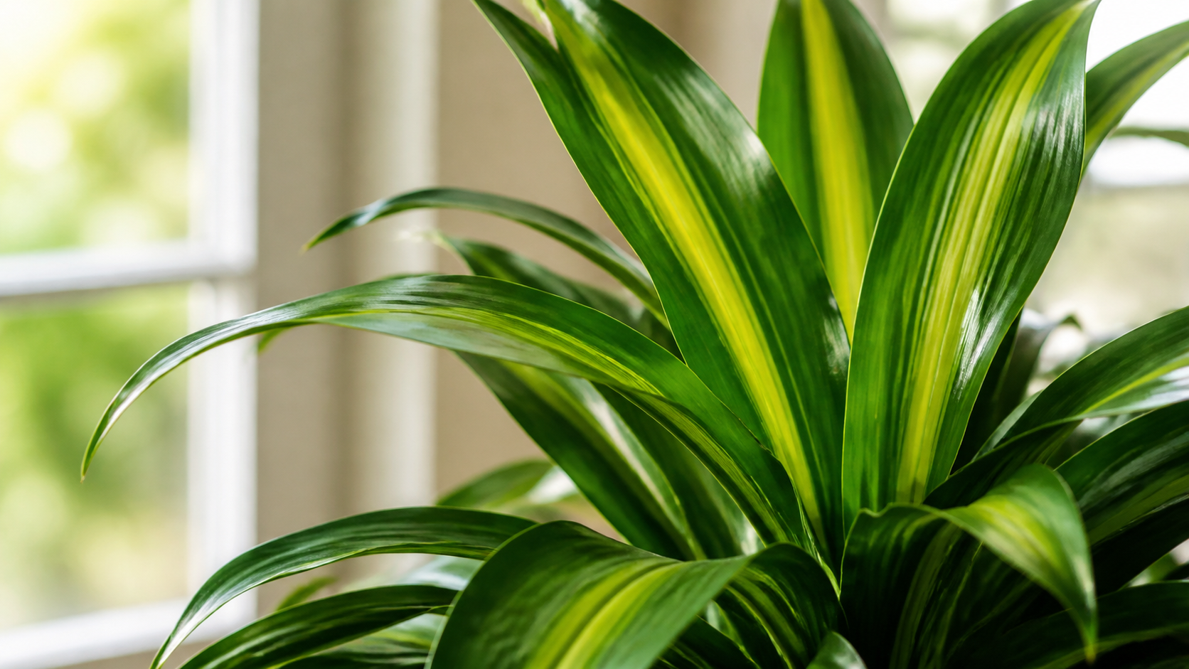 Folhas verdes e variegadas da Dracena Pleomele saudável
