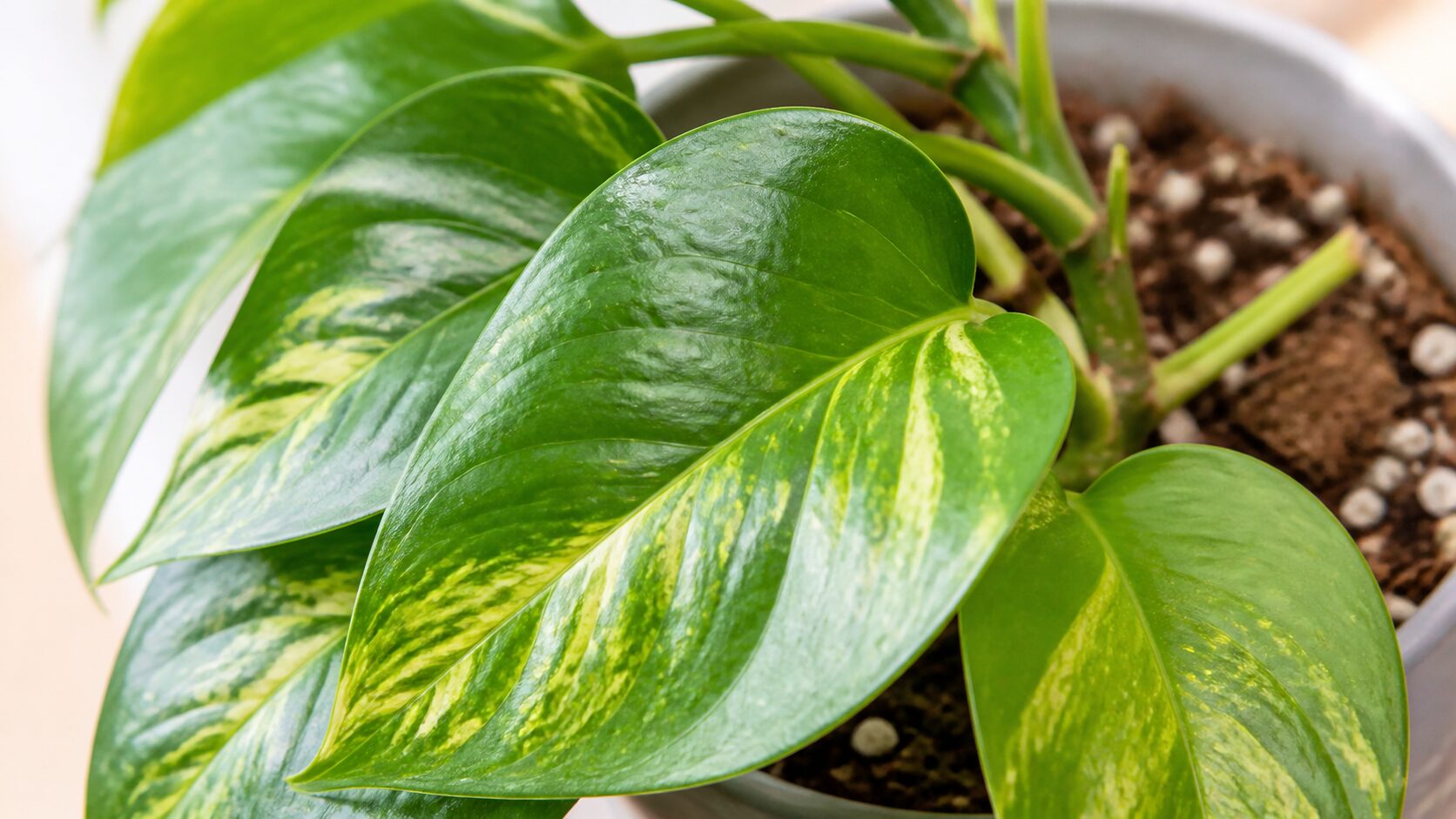 Folhas saudáveis de jobóia com variegáção verde e amarela