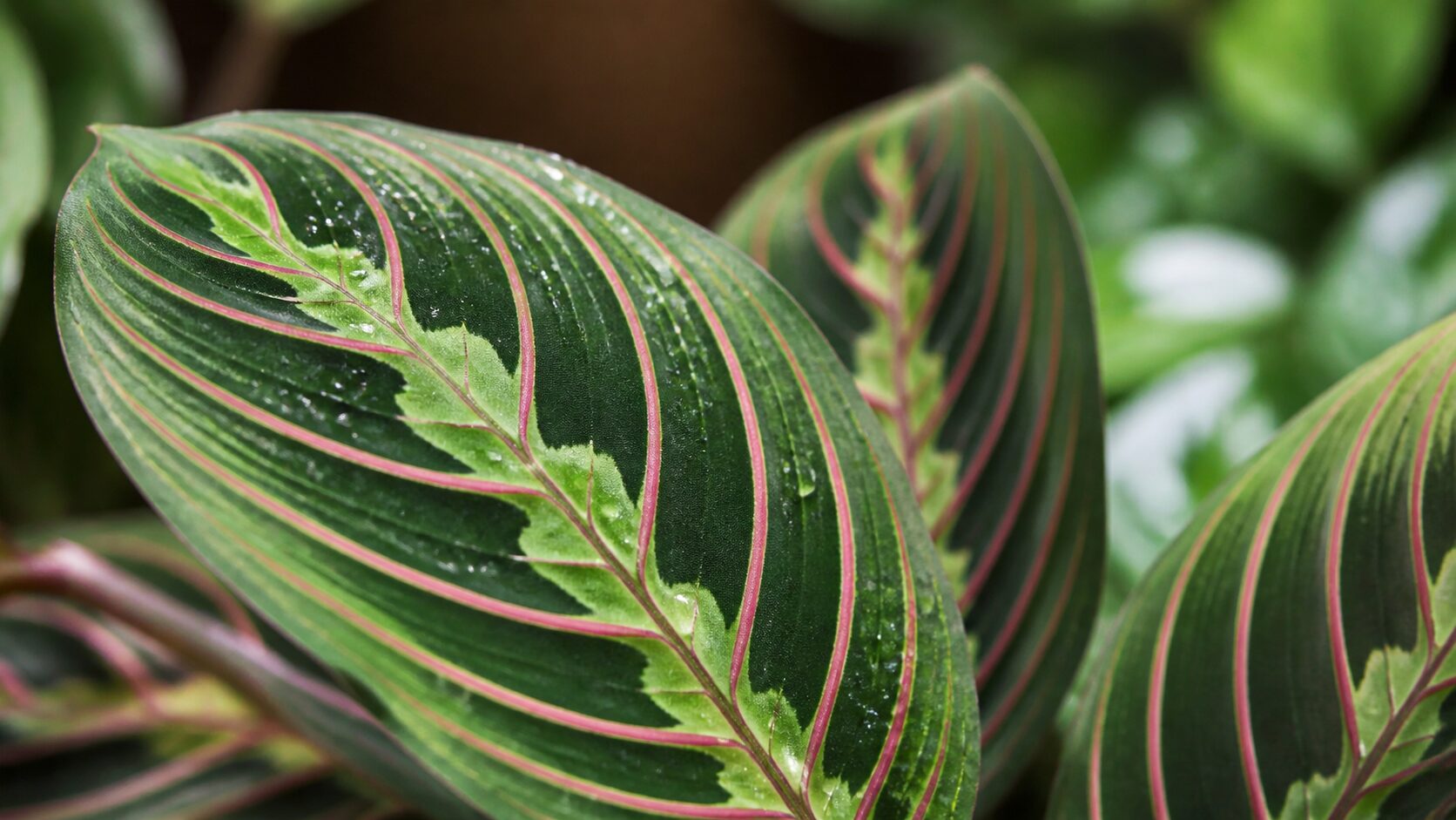 Detalhe das folhas de maranta com nervuras coloridas