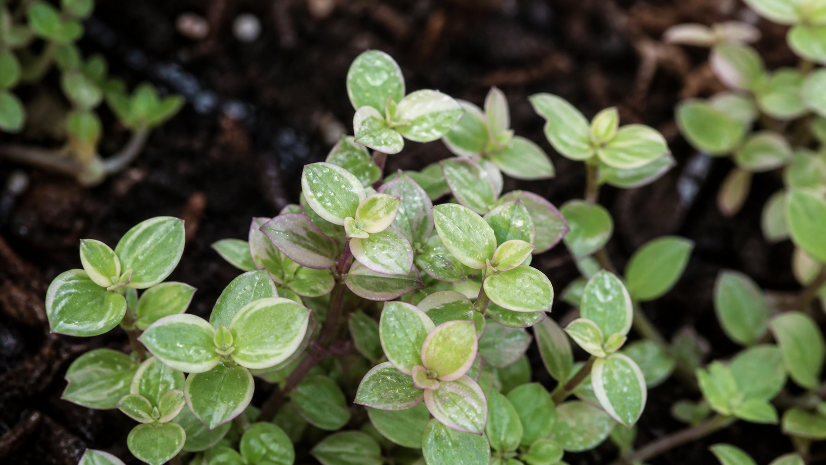 Folhas da Dinheiro-em-penca Callisia repens em detalhe